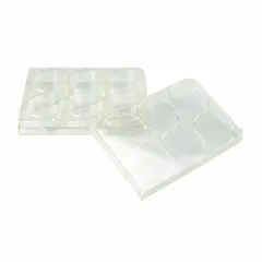 Polystyrene 6-well cell culture plate with square wells, each 17.7 mL capacity and 85 mm diameter. Natural body color. Sterile, not RNase/DNase free. Used for adherent cell growth and general cell culture applications in laboratory research.