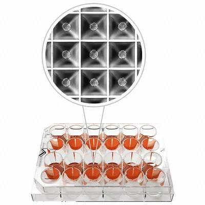 HEIDOLPH 24-Well Cell Culture Plate, 2 mL Round Wells, Cyclic Olefin Copolymer - Cell Culture Plates